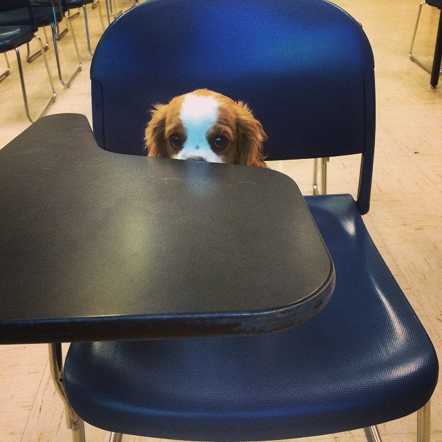 Puppy sitting in school desk chair.