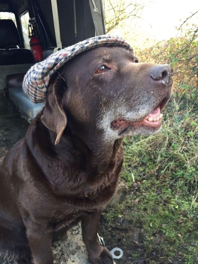 Old dog wearing golf hat.