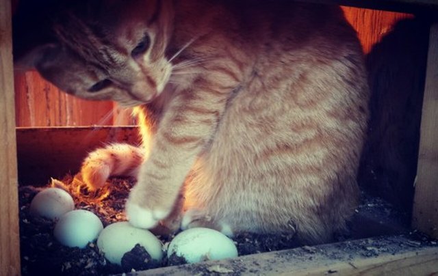 Cat contemplating eggs in a chicken coop.