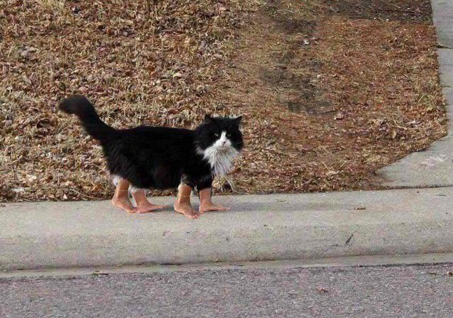 A cat with fake people feet
