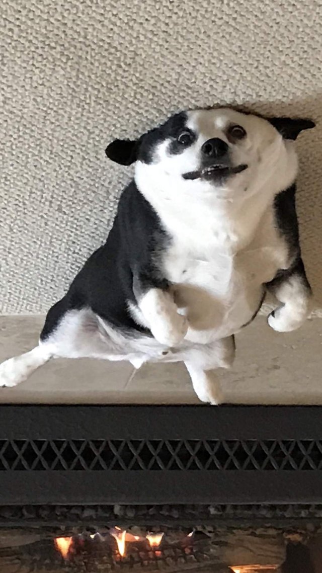 19 dogs who are actually just furry balloons