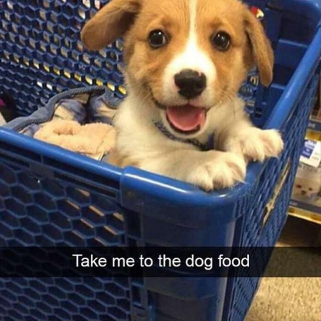 Puppy going grocery shopping!