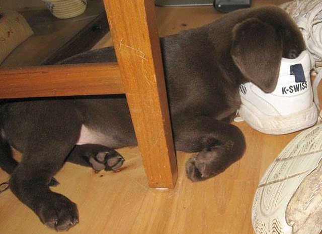 18 Dogs Sleeping Like Weirdos