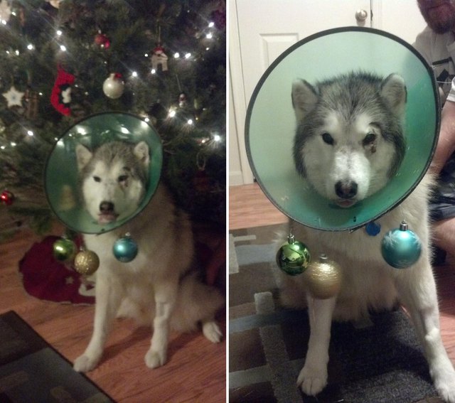 Dog wearing E-collar decorated with Christmas ornaments