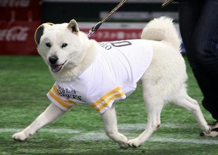 「カイくん」の画像検索結果