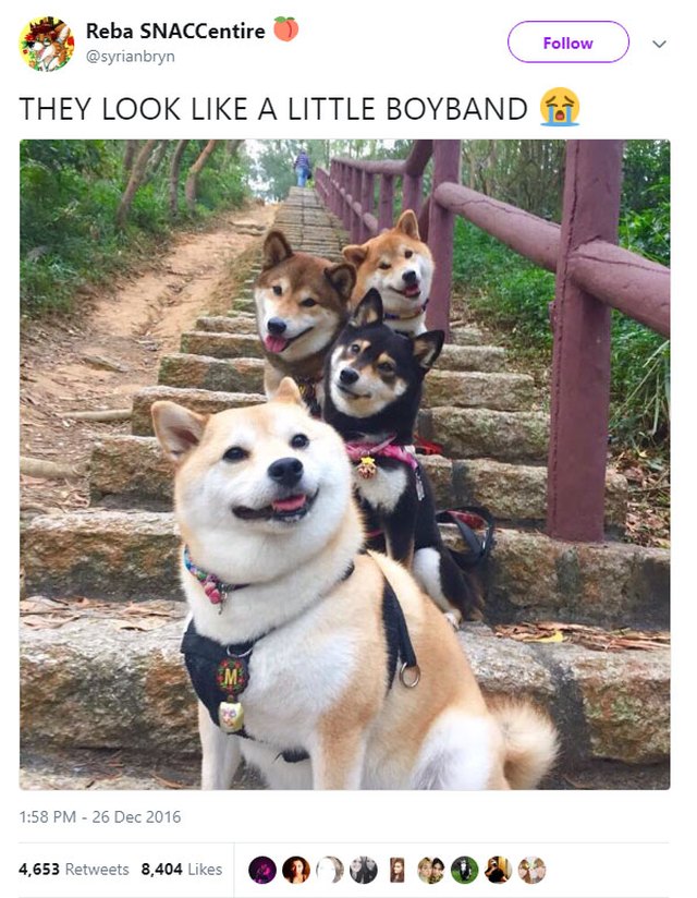 Shiba Inus posing like a boy band.