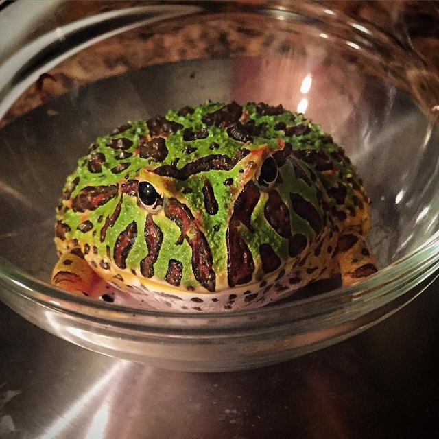 You gotta be creative if you want to weigh an animal on a digital scale