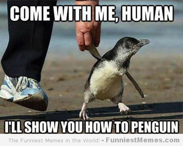 24 Memes That Prove Penguins Are The Funniest Animals On Earth