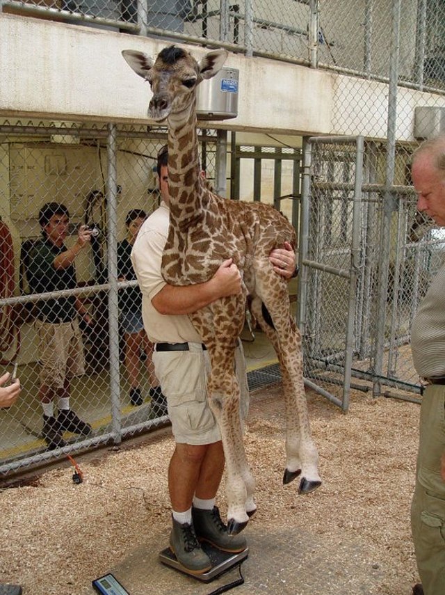 You gotta be creative if you want to weigh an animal on a digital scale