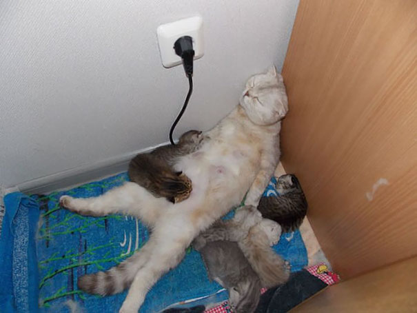 16 Animal Pictures That Perfectly Depicts What It