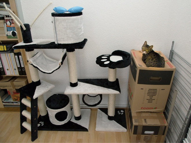 16 Hilarious Photos Proving That Cats Think Different. #8 Is Just Brilliant.