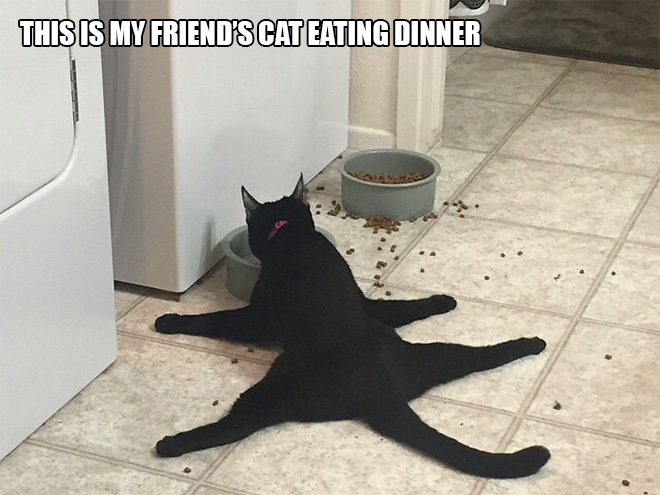 16 Hilarious Photos Proving That Cats Think Different. #8 Is Just Brilliant.