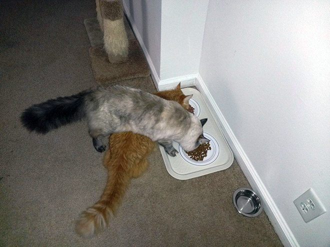 16 Hilarious Photos Proving That Cats Think Different. #8 Is Just Brilliant.