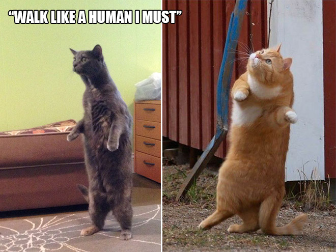 16 Hilarious Photos Proving That Cats Think Different. #8 Is Just Brilliant.