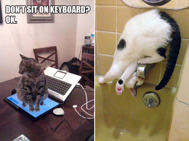 16 Hilarious Photos Proving That Cats Think Different. #8 Is Just Brilliant.