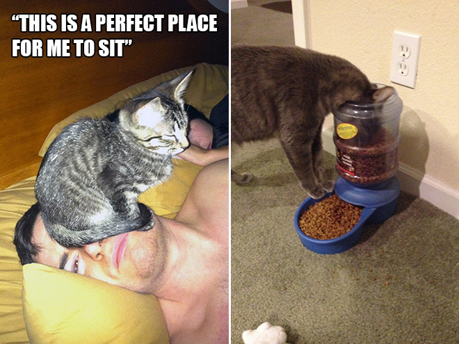 16 Hilarious Photos Proving That Cats Think Different. #8 Is Just Brilliant.