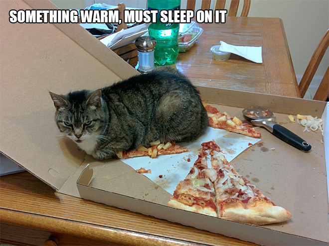16 Hilarious Photos Proving That Cats Think Different. #8 Is Just Brilliant.