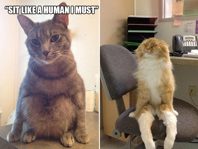16 Hilarious Photos Proving That Cats Think Different. #8 Is Just Brilliant.