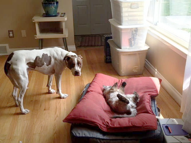 16 Hilarious Photos Of Dogs Who Got Kicked Out Of Their Bed By Cats