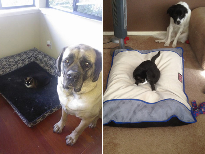 16 Hilarious Photos Of Dogs Who Got Kicked Out Of Their Bed By Cats