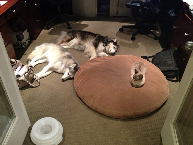 16 Hilarious Photos Of Dogs Who Got Kicked Out Of Their Bed By Cats