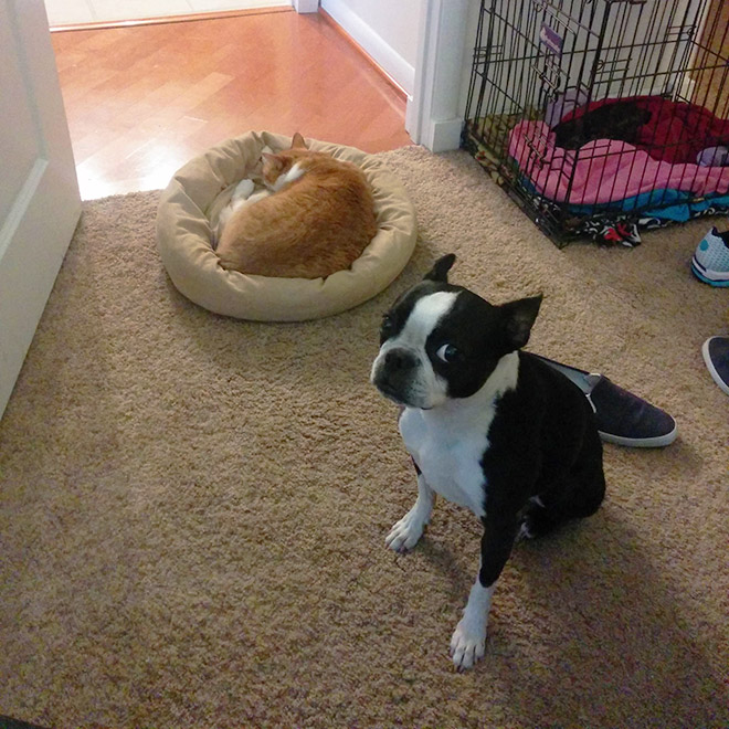 16 Hilarious Photos Of Dogs Who Got Kicked Out Of Their Bed By Cats
