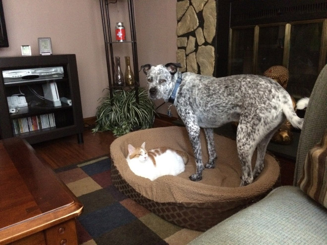 16 Hilarious Photos Of Dogs Who Got Kicked Out Of Their Bed By Cats