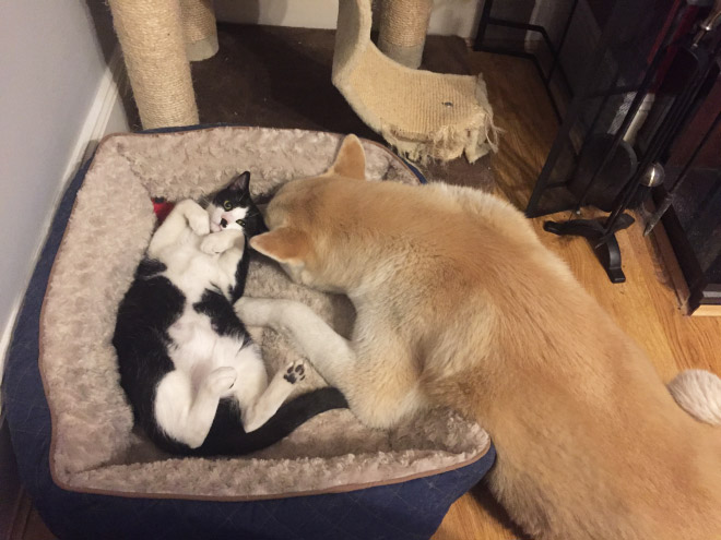 16 Hilarious Photos Of Dogs Who Got Kicked Out Of Their Bed By Cats