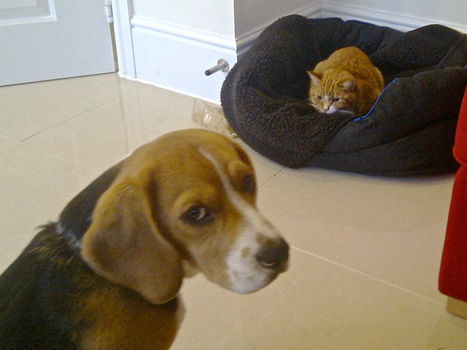 16 Hilarious Photos Of Dogs Who Got Kicked Out Of Their Bed By Cats