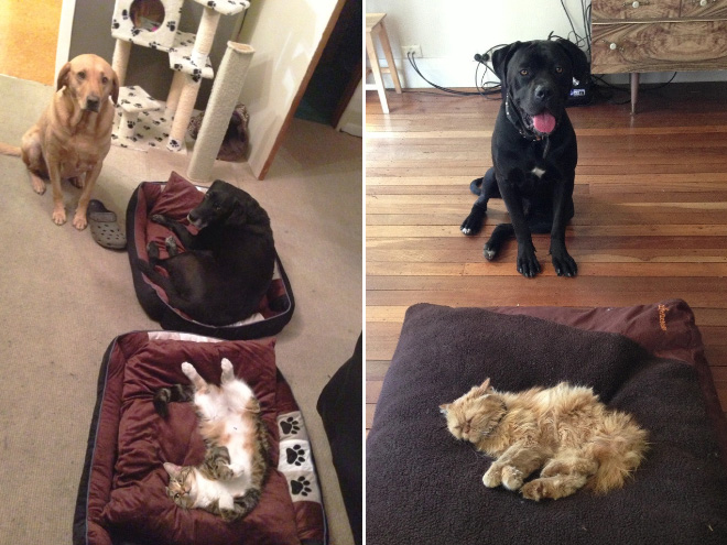 16 Hilarious Photos Of Dogs Who Got Kicked Out Of Their Bed By Cats