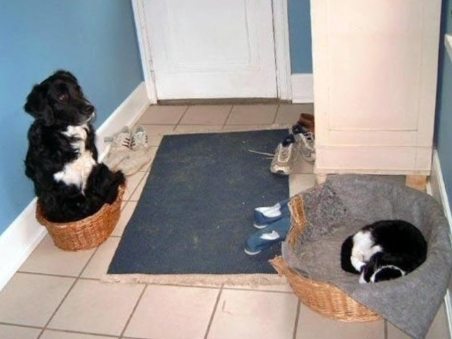 16 Hilarious Photos Of Dogs Who Got Kicked Out Of Their Bed By Cats