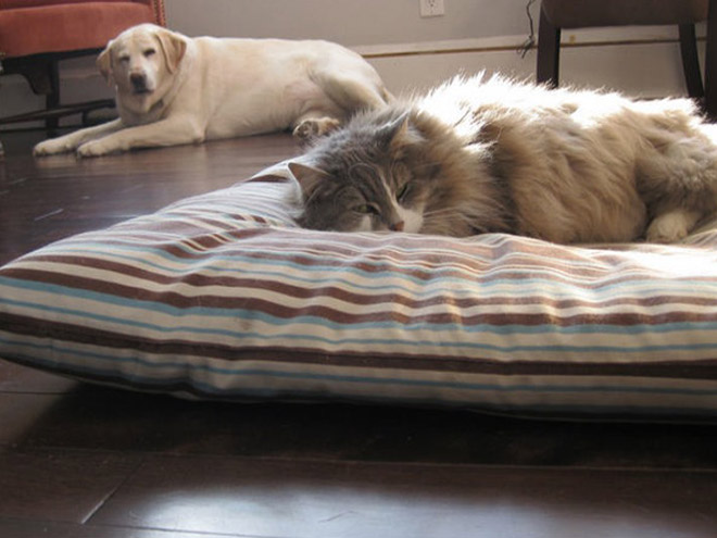16 Hilarious Photos Of Dogs Who Got Kicked Out Of Their Bed By Cats