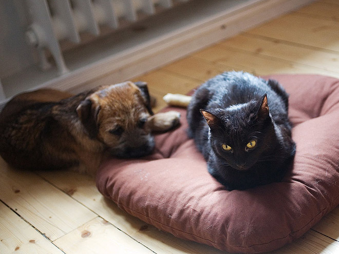 16 Hilarious Photos Of Dogs Who Got Kicked Out Of Their Bed By Cats