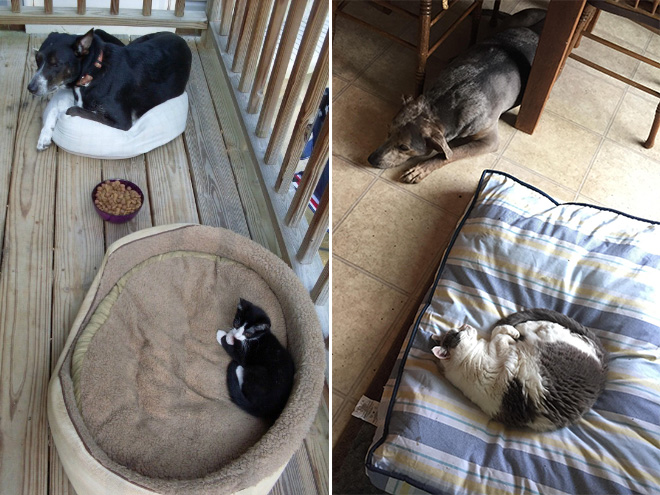 16 Hilarious Photos Of Dogs Who Got Kicked Out Of Their Bed By Cats
