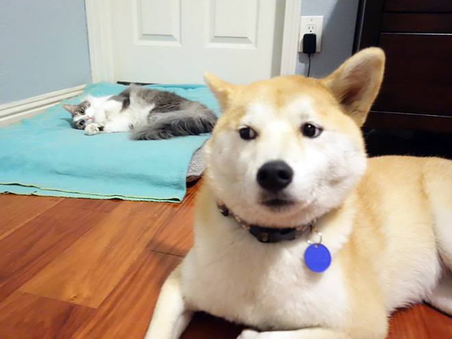 16 Hilarious Photos Of Dogs Who Got Kicked Out Of Their Bed By Cats