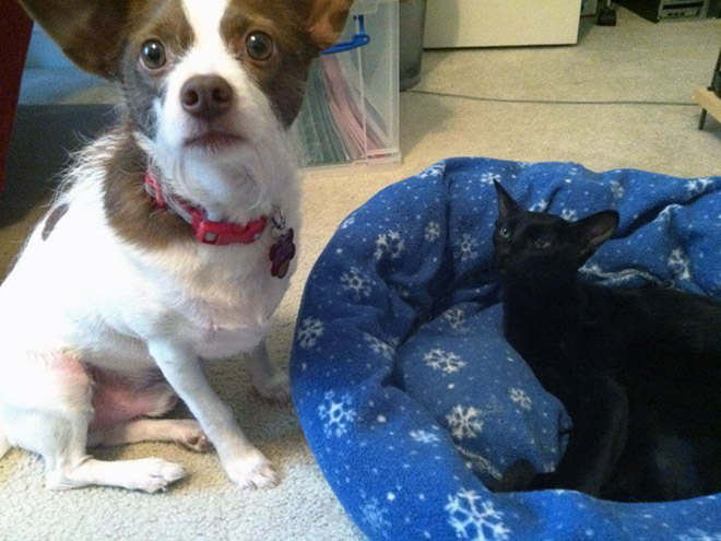 16 Hilarious Photos Of Dogs Who Got Kicked Out Of Their Bed By Cats