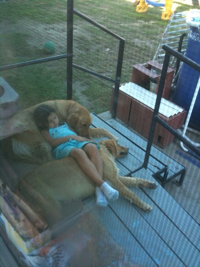 Girl sleeping on two golden retrievers.