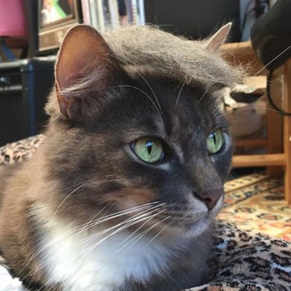 18 Hilarious Photos Of Cats Looking Like Donald Trump. #5 Is Just Purrfect, LOL!