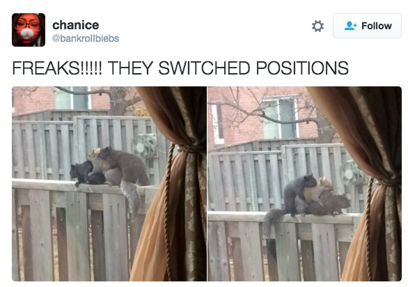 18 Hilarious Tweets About Animals That Will Make Your Day So Much Better