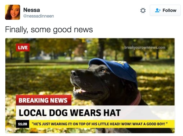 18 Hilarious Tweets About Animals That Will Make Your Day So Much Better