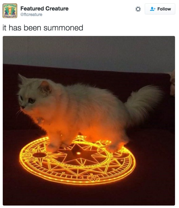 18 Hilarious Tweets About Animals That Will Make Your Day So Much Better