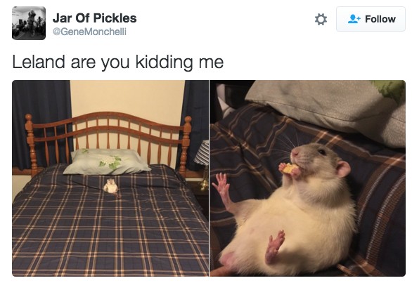 18 Hilarious Tweets About Animals That Will Make Your Day So Much Better