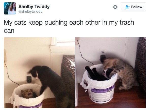 18 Hilarious Tweets About Animals That Will Make Your Day So Much Better