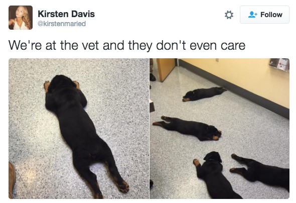 18 Hilarious Tweets About Animals That Will Make Your Day So Much Better