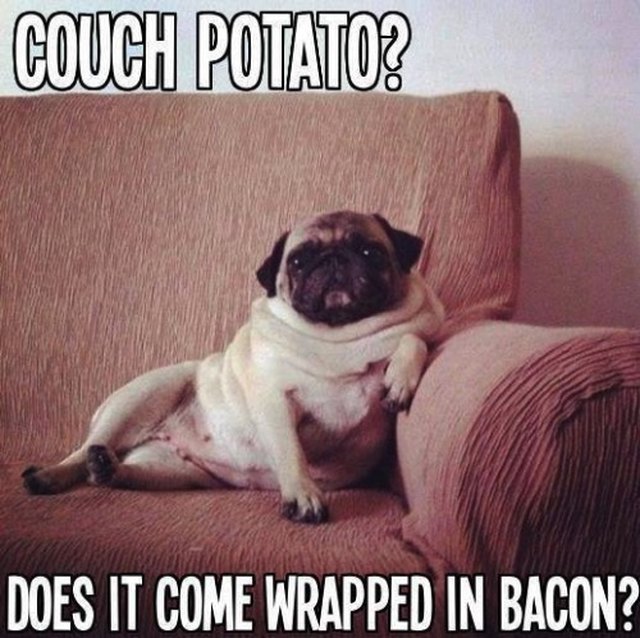 Couch potato pug.