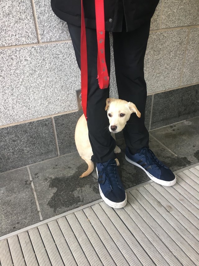 Puppy hiding between person