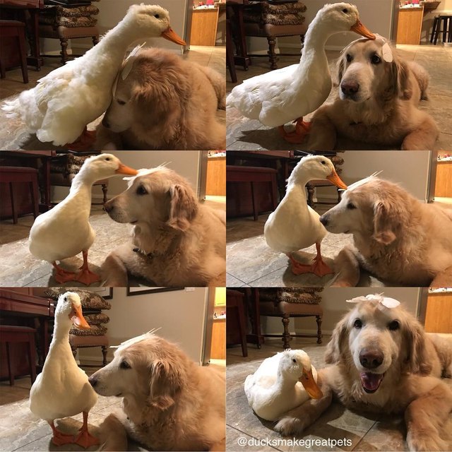 Dog and duck.