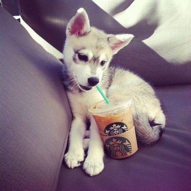 Cute husky pup with an iced coffee