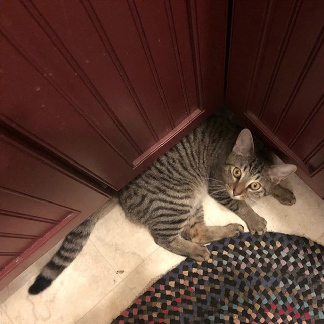 Pets contorted into weird sleeping positions will never not be funny