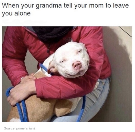 via: pomeranian2.tumblr.com